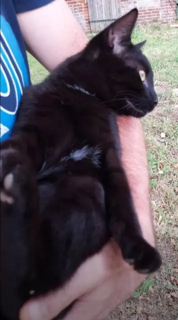 chat lost    Rennes Ronron