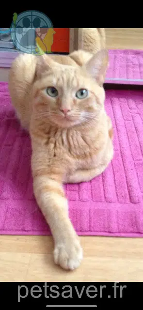 chat perdu Rennes Simba chat lost Rennes Simba