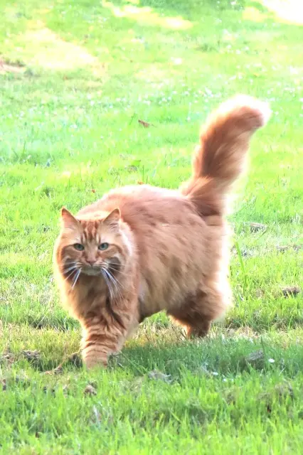 chat perdu Rennes Simba chat lost Rennes Simba