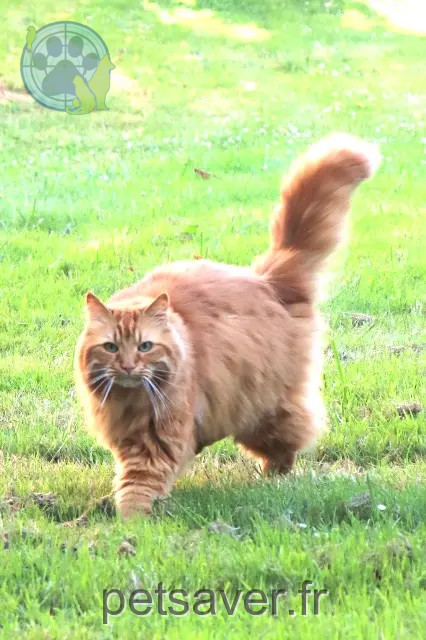 gato perdido Rennes Simba gato lost Rennes Simba