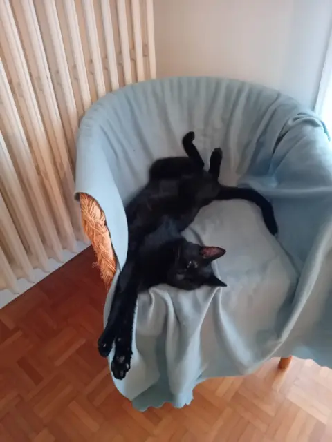 chat lost    Rennes Tiago ou titi