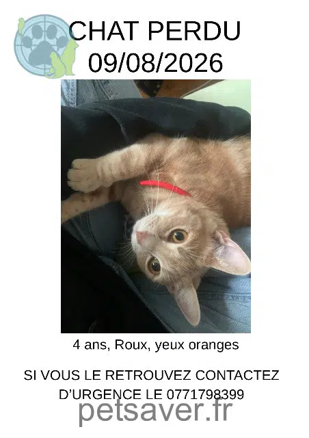 chat lost Rennes Tounsi