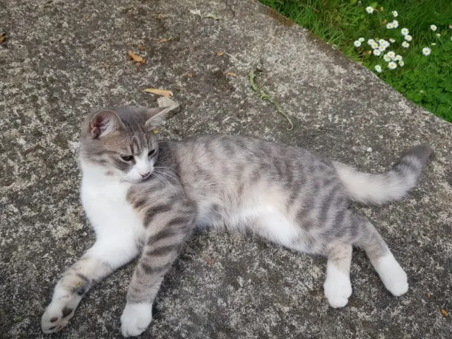 chat lost    Rennes Touti