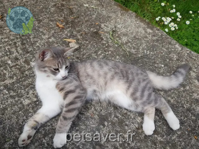 Kater vermisst Rennes Touti Kater lost Rennes Touti