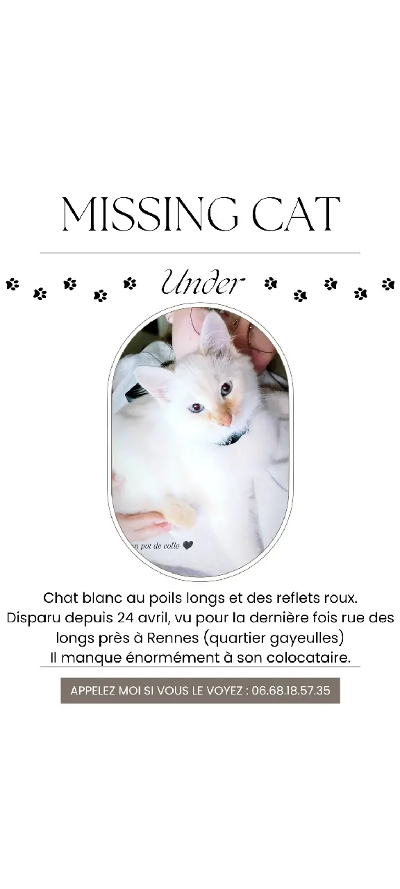 Chat Perdu 35 Ille-et-Vilaine Rennes - Under Chat Perdu 35 Ille-et-Vilaine Rennes - Under