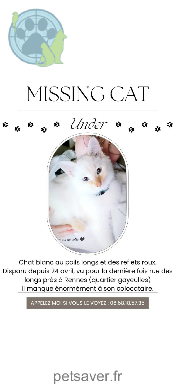 Chat Perdu 35 Ille-et-Vilaine Rennes - Under Chat Perdu 35 Ille-et-Vilaine Rennes - Under