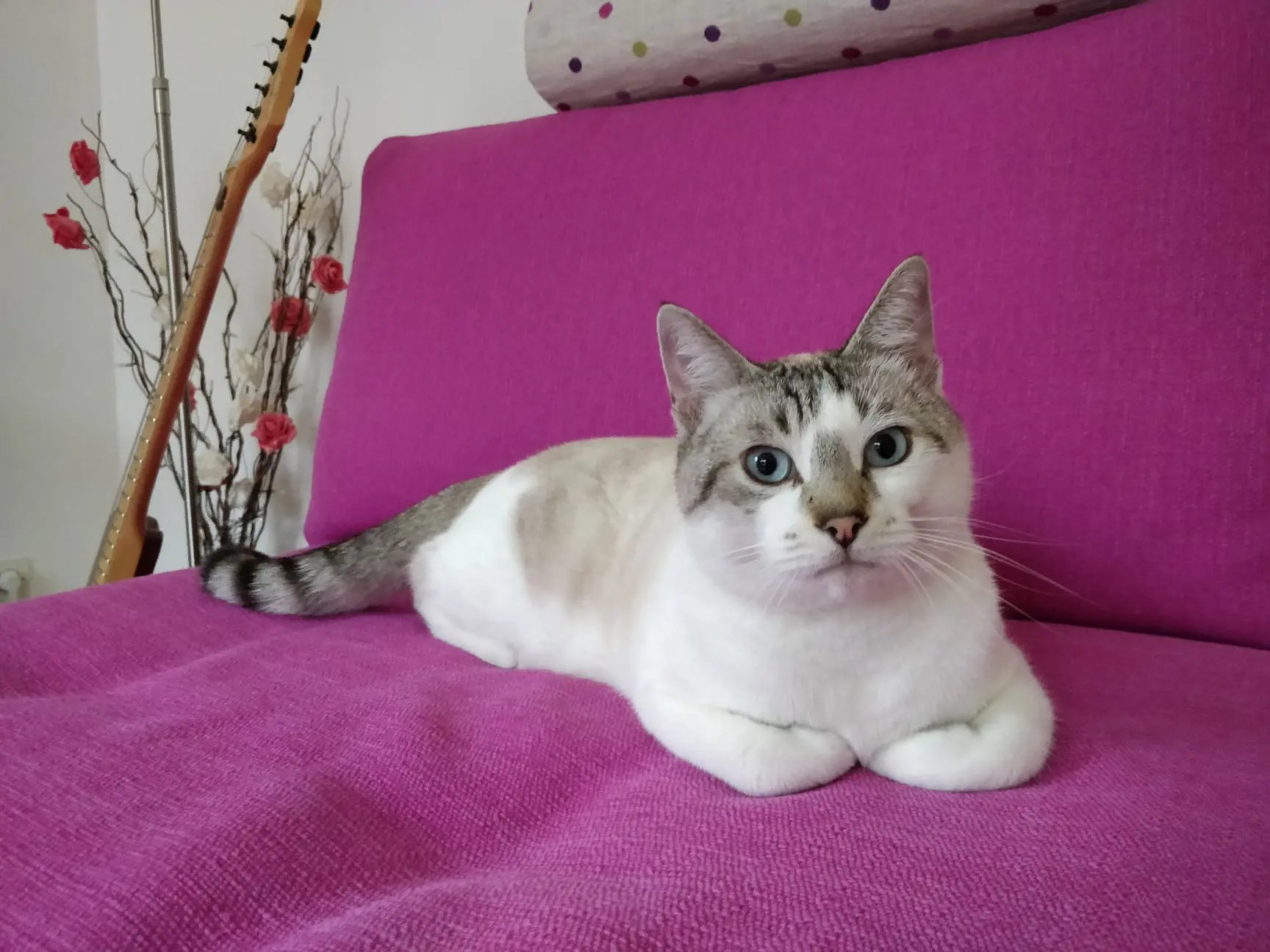 Chat Perdu 35 Ille-et-Vilaine Rennes - Vesna Chat Perdu 35 Ille-et-Vilaine Rennes - Vesna