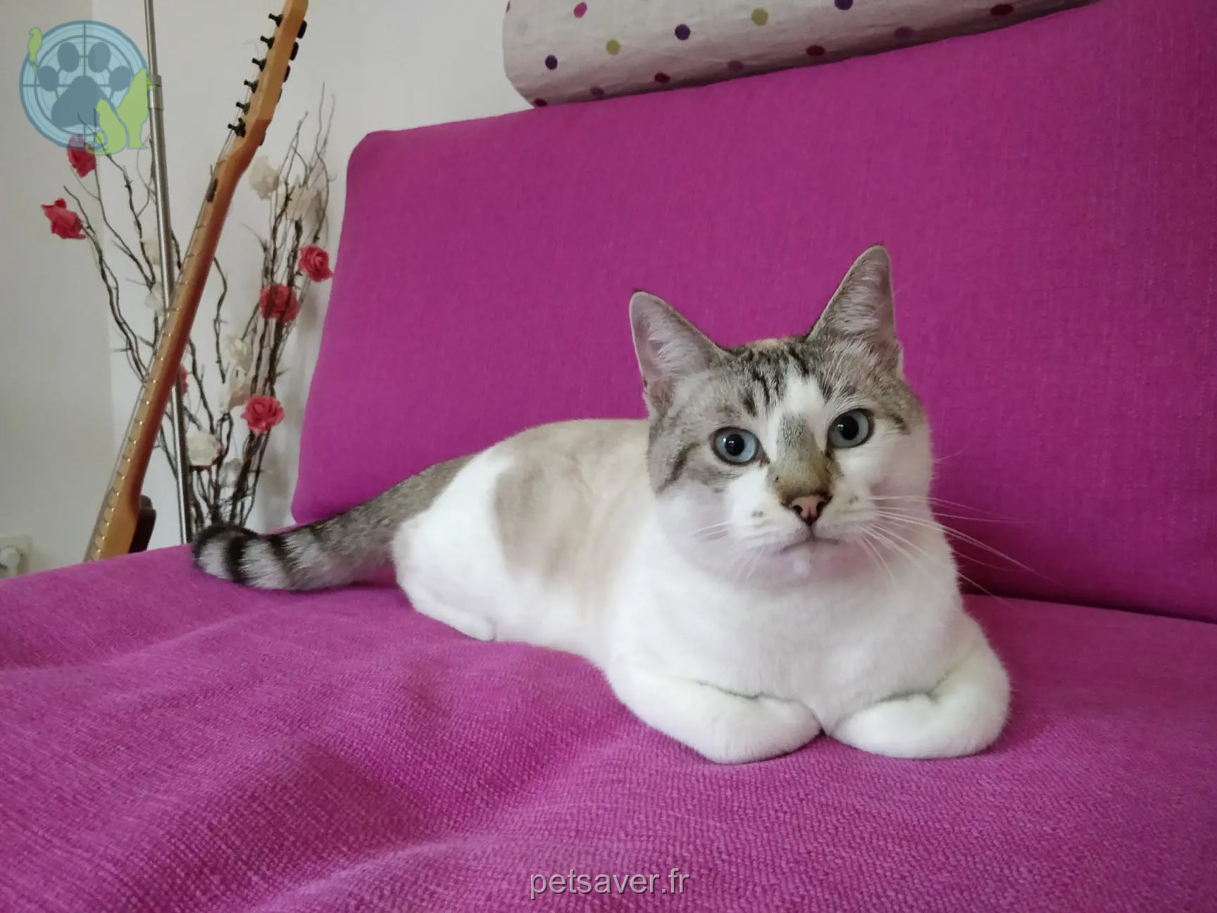 Chat Perdu 35 Ille-et-Vilaine Rennes - Vesna Chat Perdu 35 Ille-et-Vilaine Rennes - Vesna