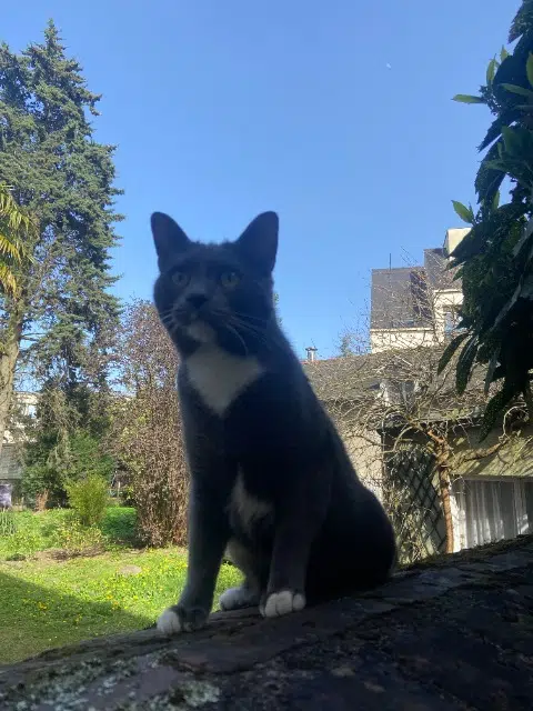 chat lost    Rennes Wolverine