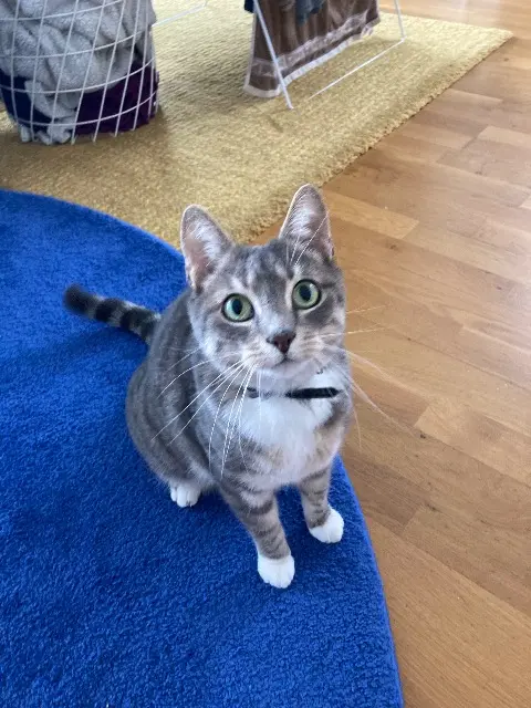 chat lost    Rennes Woody