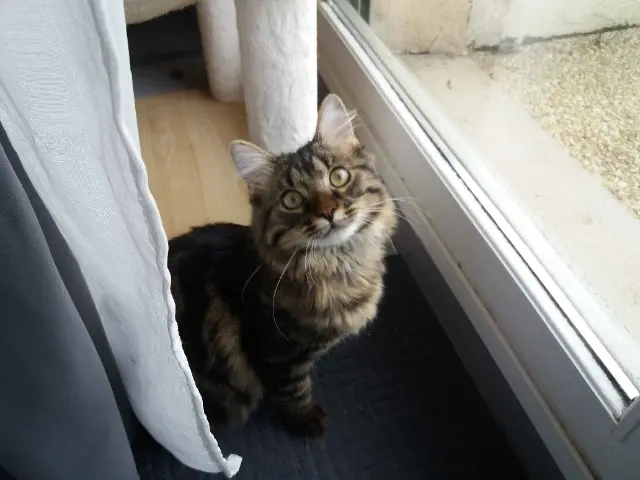 chat lost    Rennes Yeet