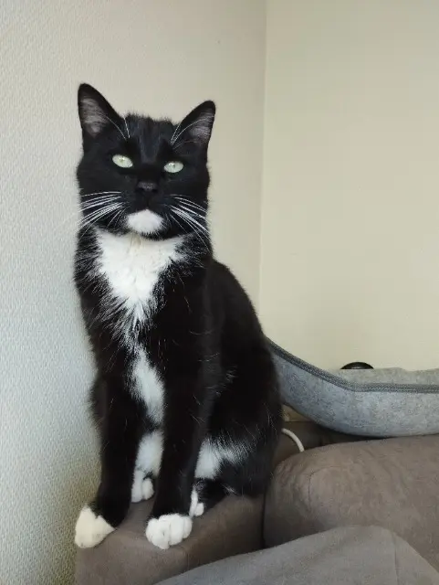 chat lost    Rennes Yoko