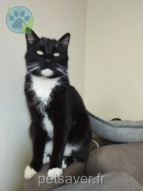 gatto perso Rennes Yoko gatto lost Rennes Yoko