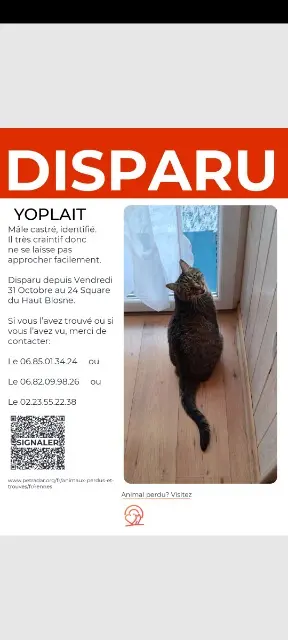 chat lost    Rennes Yoplait
