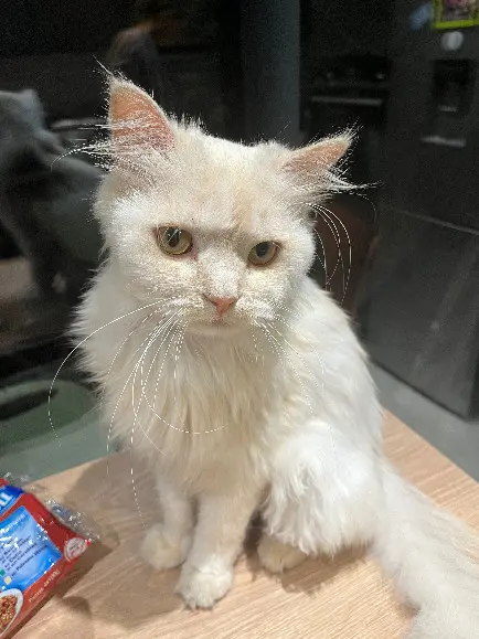 Chat Perdu 35 Ille-et-Vilaine Rennes Chat Perdu 35 Ille-et-Vilaine Rennes