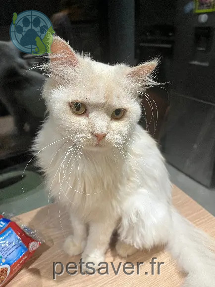 Chat Perdu 35 Ille-et-Vilaine Rennes Chat Perdu 35 Ille-et-Vilaine Rennes