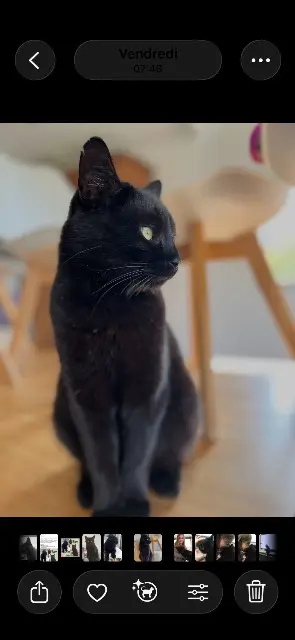 chat lost   35360 Montauban-de-Bretagne Rico