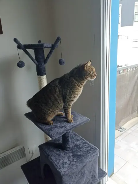 chat lost   35430 La Ville-ès-Nonais Rio