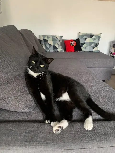 Kater vermisst 35590 Saint-Gilles Rio Kater lost 35590 Saint-Gilles Rio