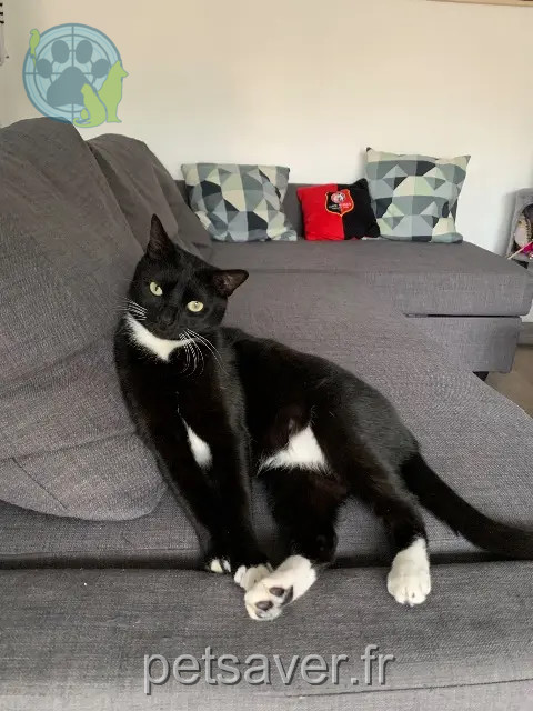 kater vermist 35590 Saint-Gilles Rio kater lost 35590 Saint-Gilles Rio