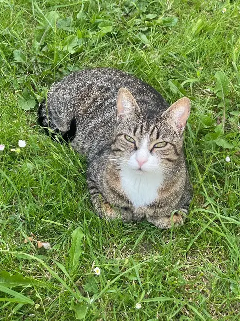 chat lost   35135 Chantepie Riri