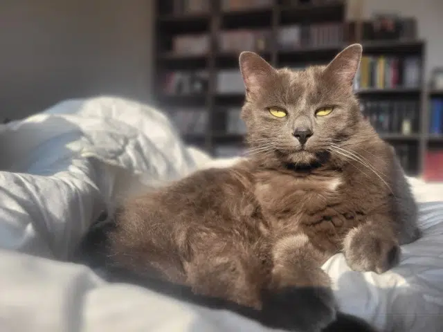 chat lost   35410 Châteaugiron Roméo