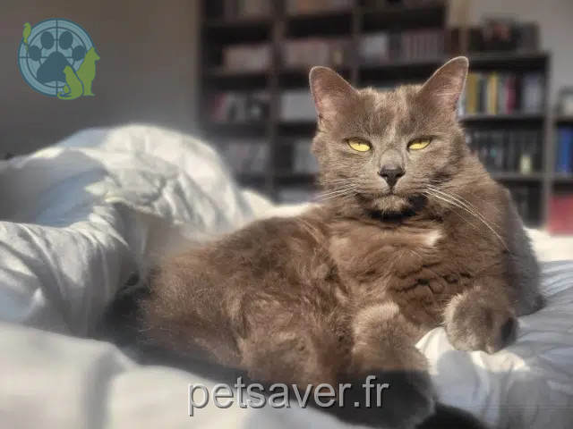 kater vermist 35410 Châteaugiron Roméo kater lost 35410 Châteaugiron Roméo