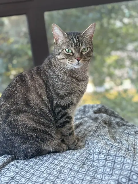 chat lost   35760 Saint-Grégoire Ruby