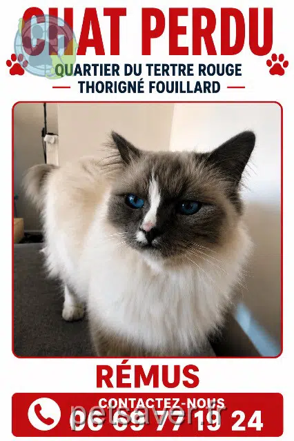 chat lost 35235 Thorigné-Fouillard Rémus