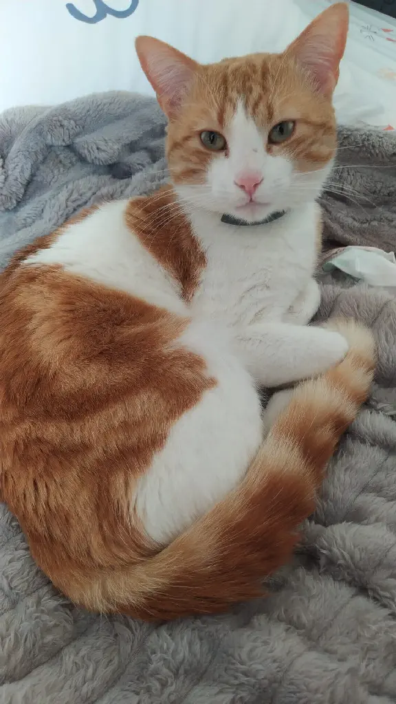 Chat Perdu 35 Ille-et-Vilaine - Samy Chat Perdu 35 Ille-et-Vilaine - Samy