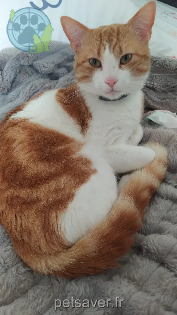 Chat Perdu 35 Ille-et-Vilaine - Samy Chat Perdu 35 Ille-et-Vilaine - Samy