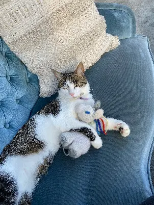 Chat Perdu 35 Ille-et-Vilaine - Sasuke Chat Perdu 35 Ille-et-Vilaine - Sasuke