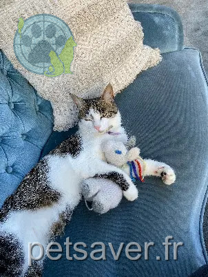 Chat Perdu 35 Ille-et-Vilaine - Sasuke Chat Perdu 35 Ille-et-Vilaine - Sasuke