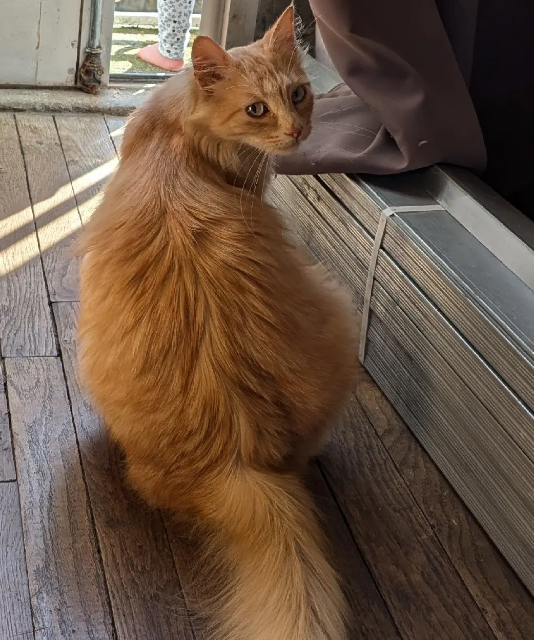 Chat Perdu 35 Ille-et-Vilaine - Schmouky Chat Perdu 35 Ille-et-Vilaine - Schmouky