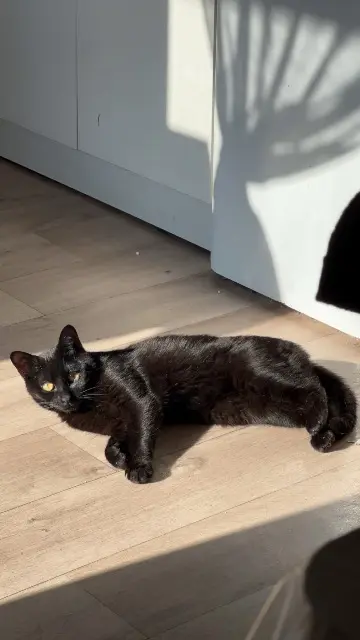 kater vermist 35500 Erbrée Seth kater lost 35500 Erbrée Seth