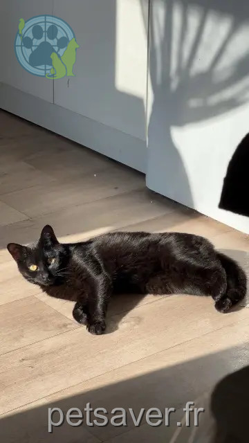 kater vermist 35500 Erbrée Seth kater lost 35500 Erbrée Seth