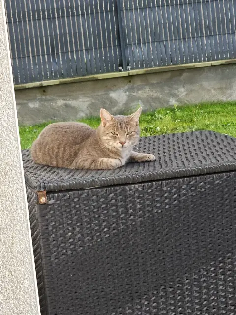 chat lost   35320 Saulnières Silver