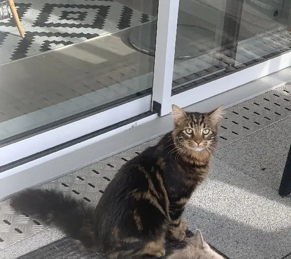 Chat Perdu 35 Ille-et-Vilaine - Simba Chat Perdu 35 Ille-et-Vilaine - Simba