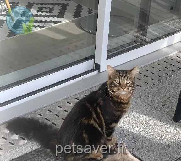 Chat Perdu 35 Ille-et-Vilaine - Simba Chat Perdu 35 Ille-et-Vilaine - Simba