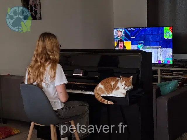 chat lost   35440 Guipel Simba