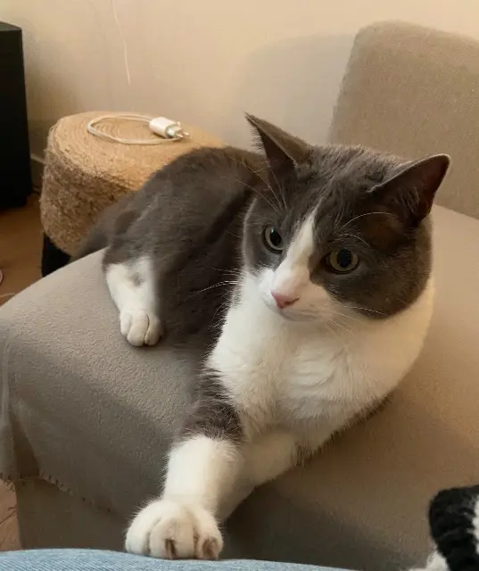 chat lost   35410 Châteaugiron Simba