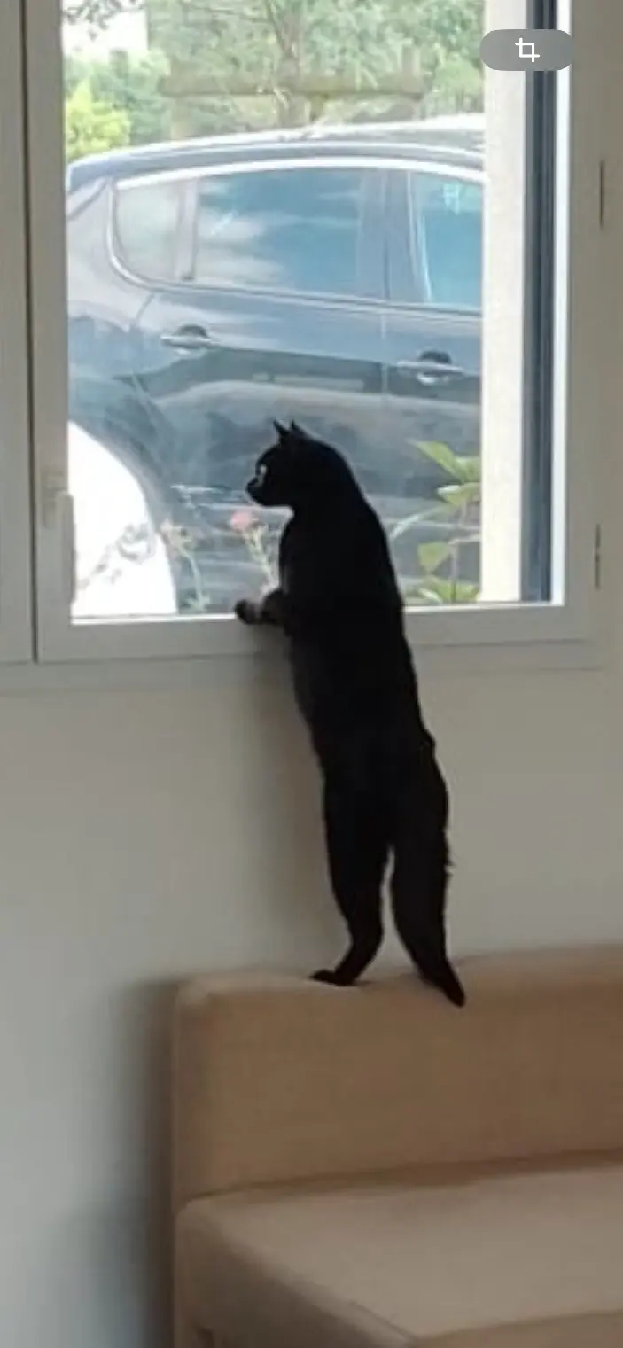 Chat Perdu 35 Ille-et-Vilaine - Simba Chat Perdu 35 Ille-et-Vilaine - Simba