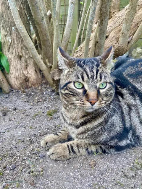 chat lost   35120 Cherrueix Simba