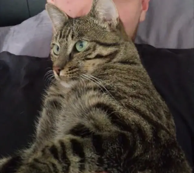 chat lost   35130 La Guerche-de-Bretagne Simba