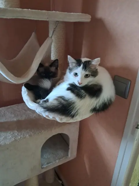 chat lost   35340 La Bouëxière Simba