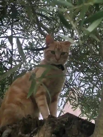 Chat Perdu 35 Ille-et-Vilaine - Simba Chat Perdu 35 Ille-et-Vilaine - Simba