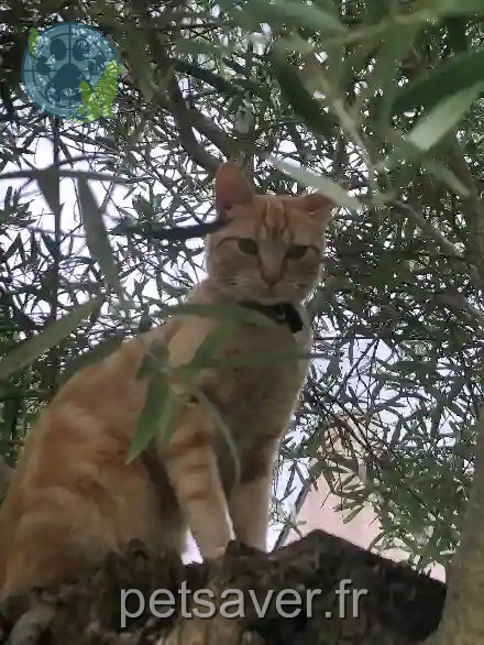 Chat Perdu 35 Ille-et-Vilaine - Simba Chat Perdu 35 Ille-et-Vilaine - Simba