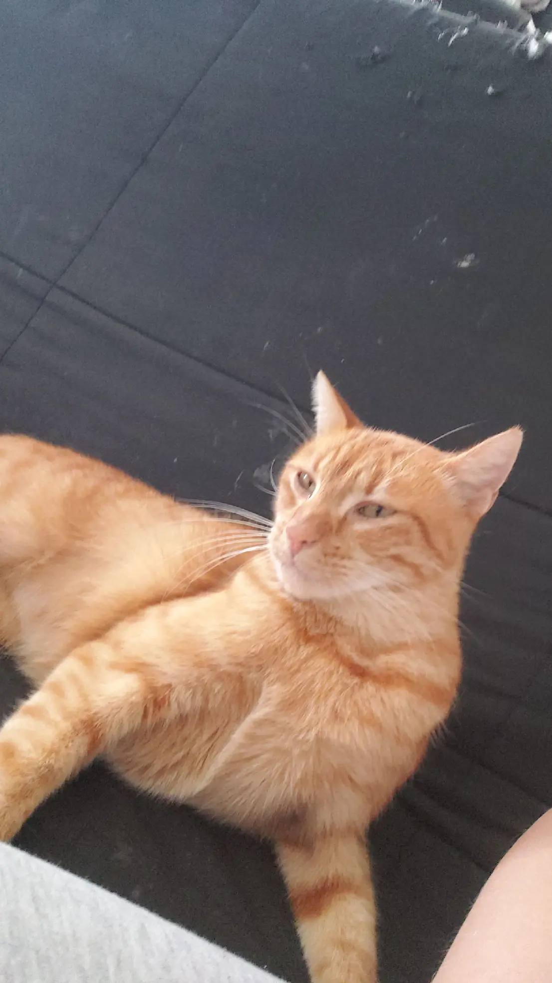 Chat Perdu 35 Ille-et-Vilaine - Simba Chat Perdu 35 Ille-et-Vilaine - Simba
