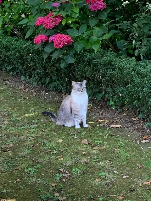 chat lost   35400 Saint-Malo SKY
