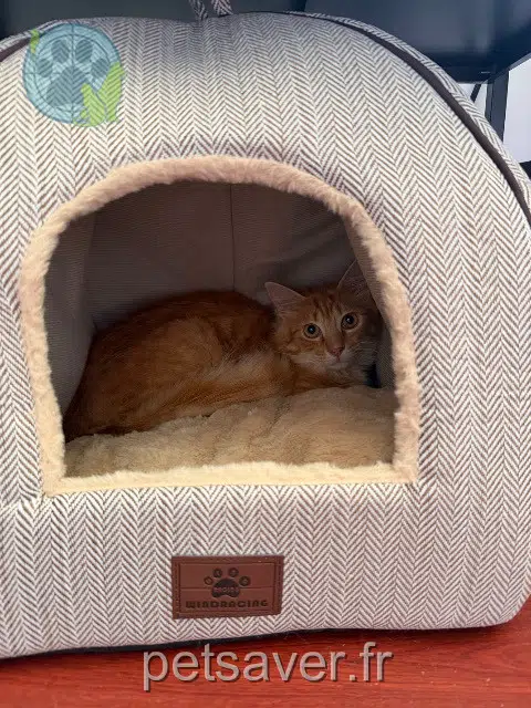 kater vermist 35340 Ercé-près-Liffré Sodebo kater lost 35340 Ercé-près-Liffré Sodebo